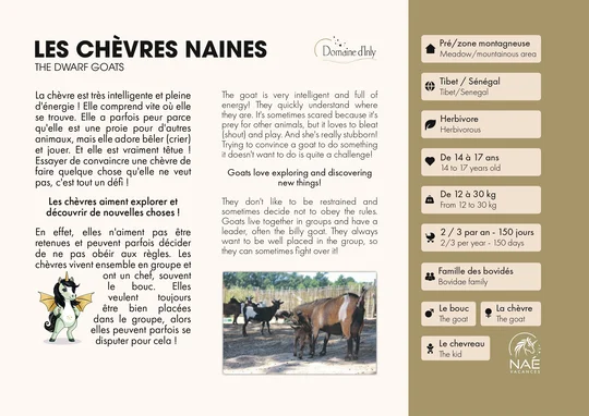 Les chèvres naines (1/2)